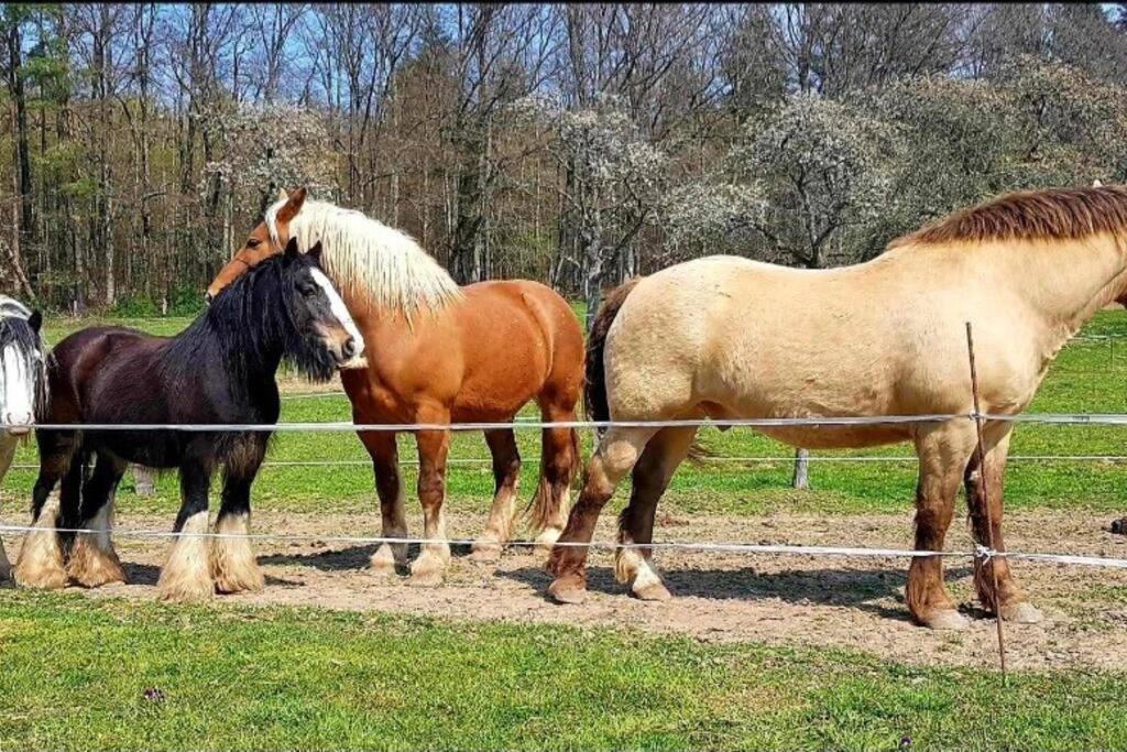 Les Vergers d'Epona Fremifontaine Exterior foto